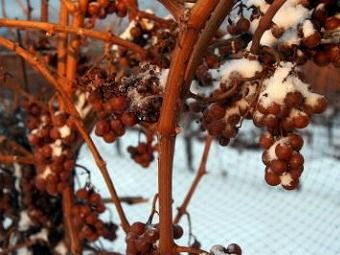 ザ・アイス・ハウス・ワイナリー 収穫前の自然に凍ったブドウ